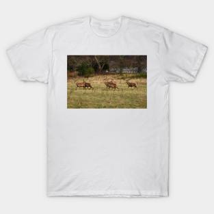 Highland deer in Scotland T-Shirt